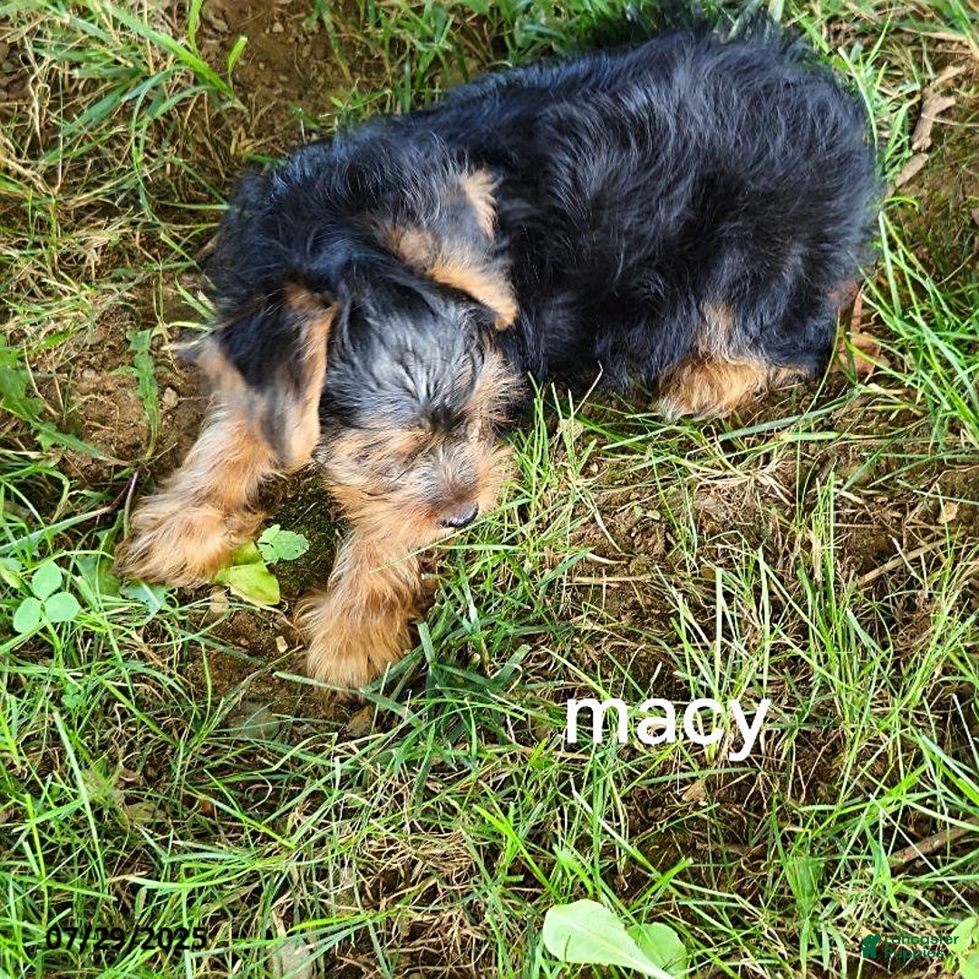 Yorkshire Terrier dogs for sale: Macy - Image 2