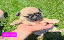 Pug dogs for sale: Pearl Girl 2 - Image 1