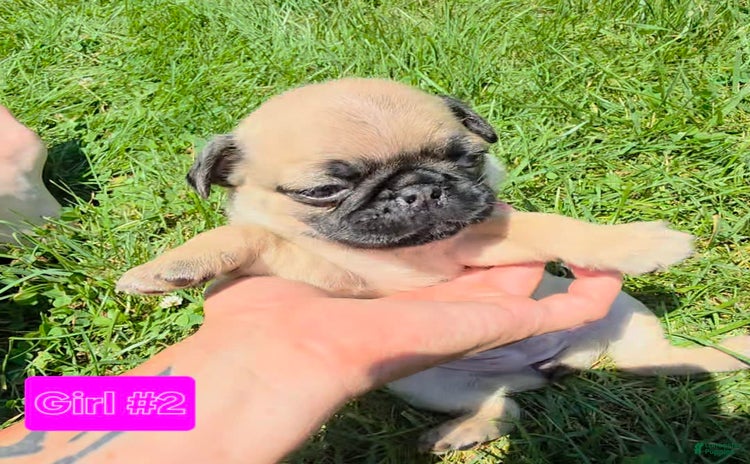 Pug dogs for sale - Ad 2