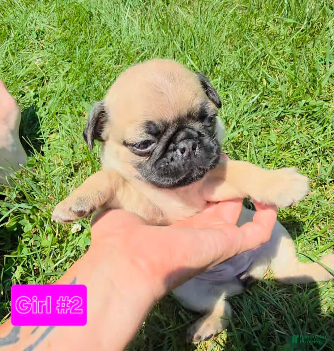 Pug dogs for sale: Pearl Girl 2 - Image 1