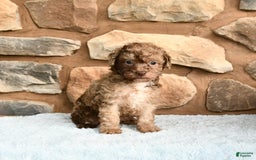 Miniature Poodle dogs for sale: Chocolate - Image 4