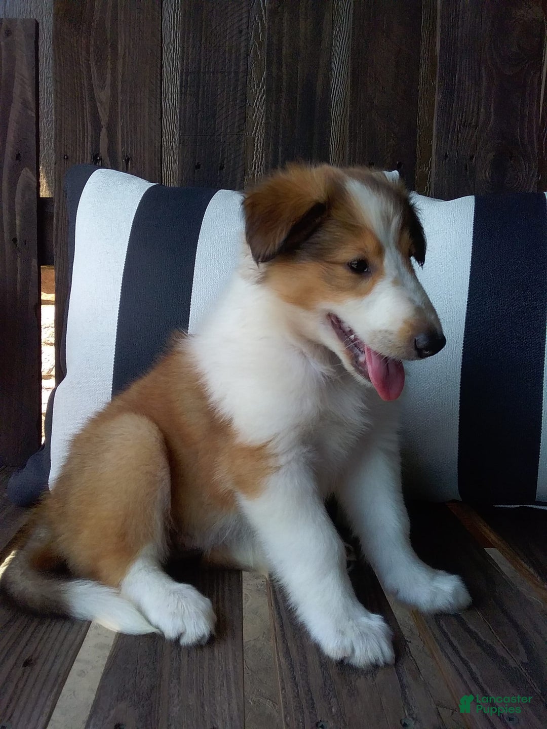 Collie dogs for sale: Dolly - Image 8