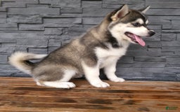 Pomsky dogs for sale: Sadie - Image 7