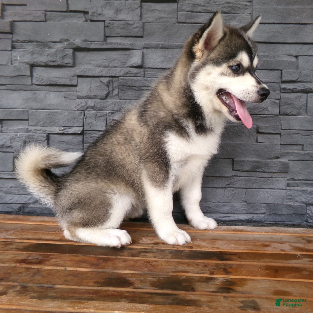 Pomsky dogs for sale: Sadie - Image 7