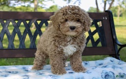 Miniature Poodle dogs for sale: Miniature Poodle 3 puppies - Image 11
