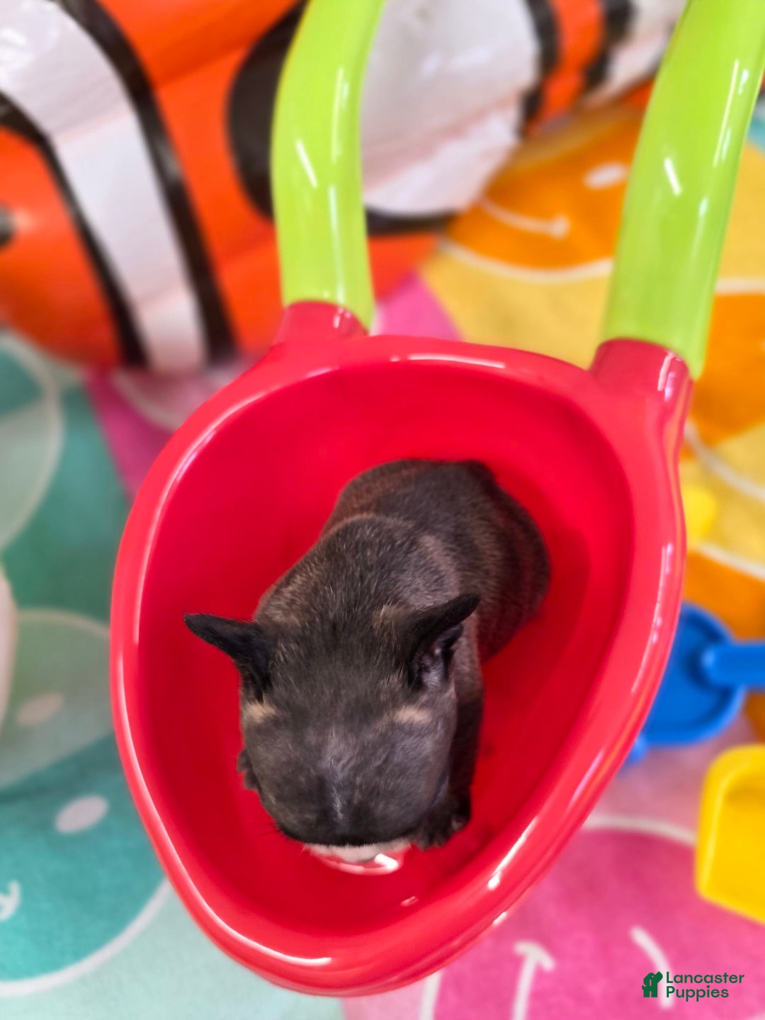 French Bulldog dogs for sale: Brinklee tiny Brindle - Image 4