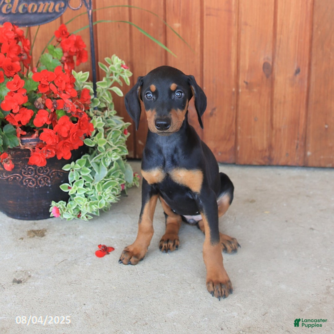 Doberman Pinscher dogs for sale: Duchess - Image 2