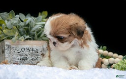 Shih Tzu dogs for sale: Heidi - Image 4