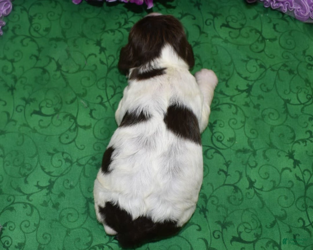 Cocker Spaniel dogs for sale: Briechocolatetanparticockerpuppy - Image 6