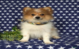 Pomeranian dogs for sale: Diesel Toy Size - Image 9