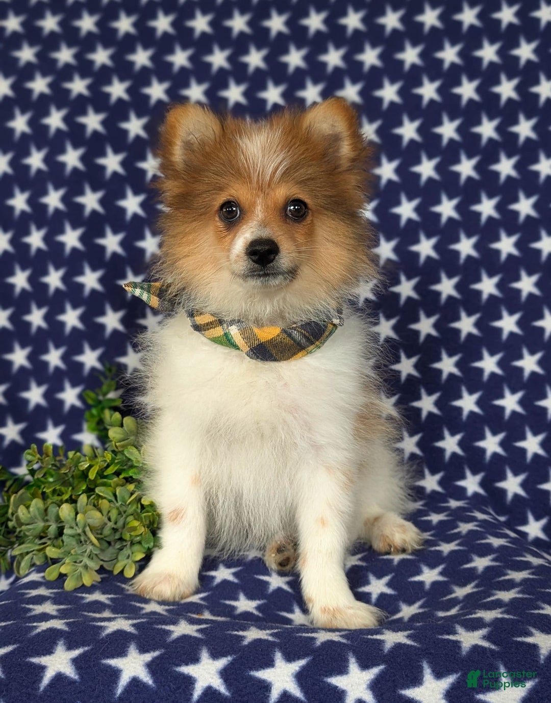 Pomeranian dogs for sale: Diesel Toy Size - Image 9