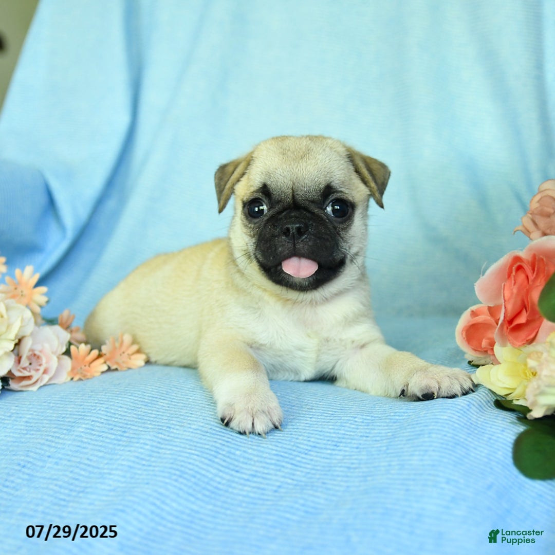 Pug dogs for sale: Bingo - Image 4