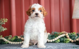 Mini Goldendoodle dogs for sale: Winston - Image 3