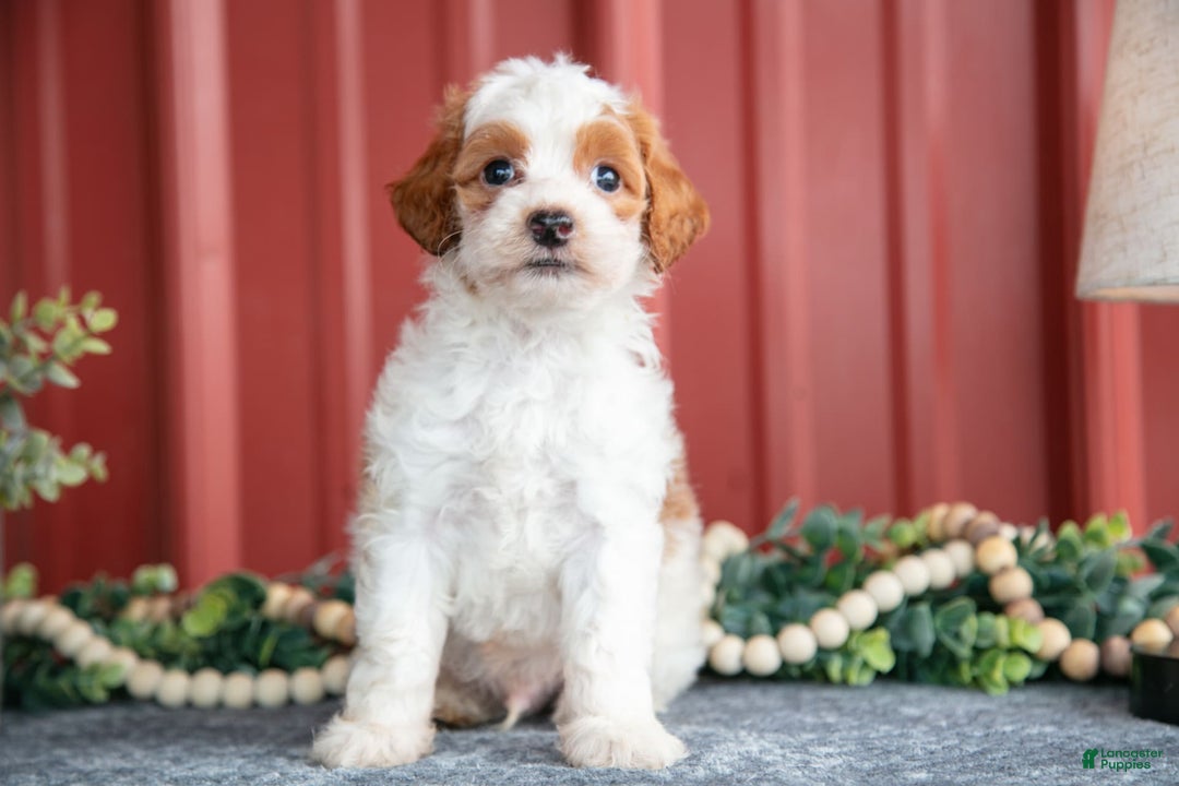 Mini Goldendoodle dogs for sale: Winston - Image 3