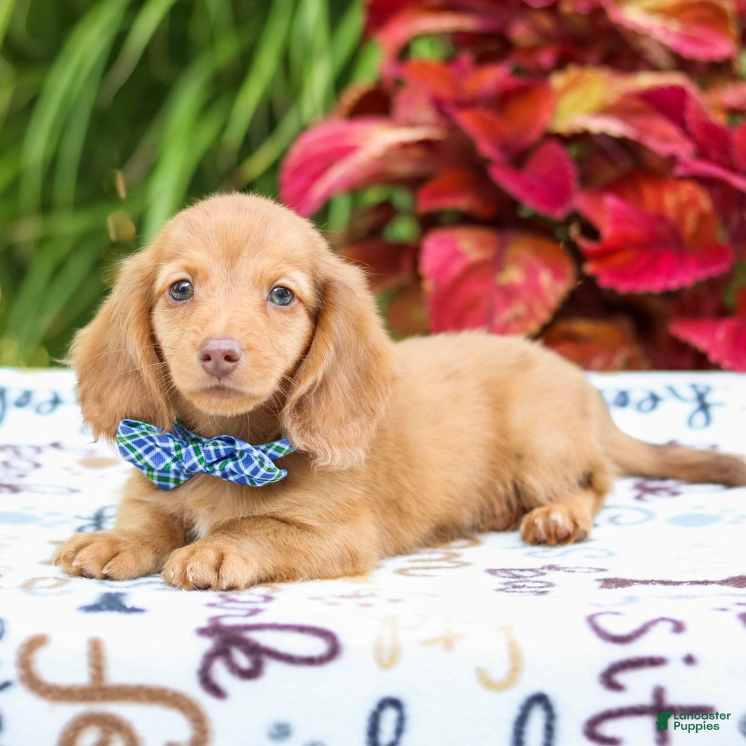 Miniature Dachshund dogs for sale: Ziggy - Image 3