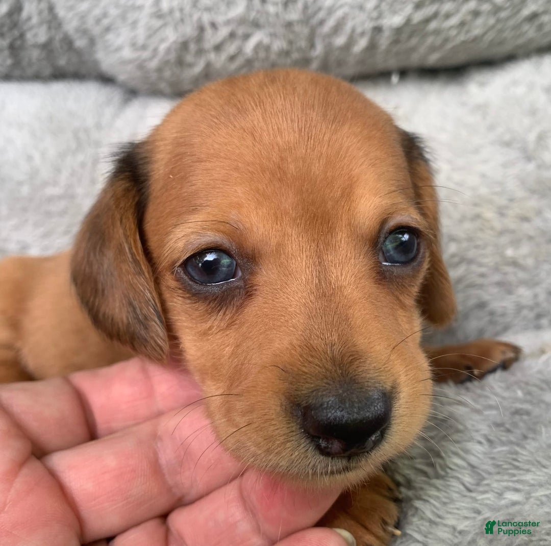 Miniature Dachshund dogs for sale: Baby Charlie - Image 1
