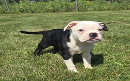 Olde English Bulldogge dogs for sale: Roger - Image 11