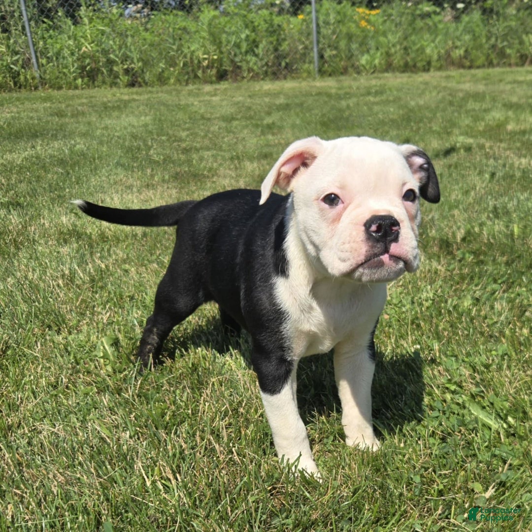 Olde English Bulldogge dogs for sale: Roger - Image 11