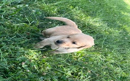 Golden Retriever dogs for sale: Tan - Image 3