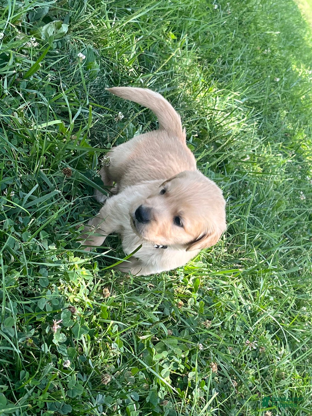 Golden Retriever dogs for sale: Tan - Image 3