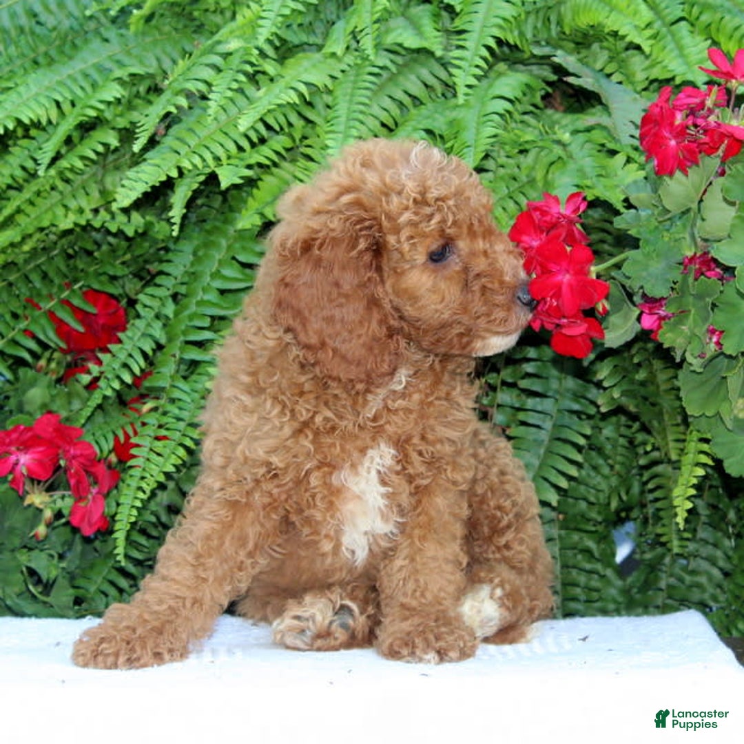 Cavapoo dogs for sale: Cavapoo 4 puppies - Image 2