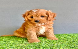 Cavapoo dogs for sale: Cooper - Image 4