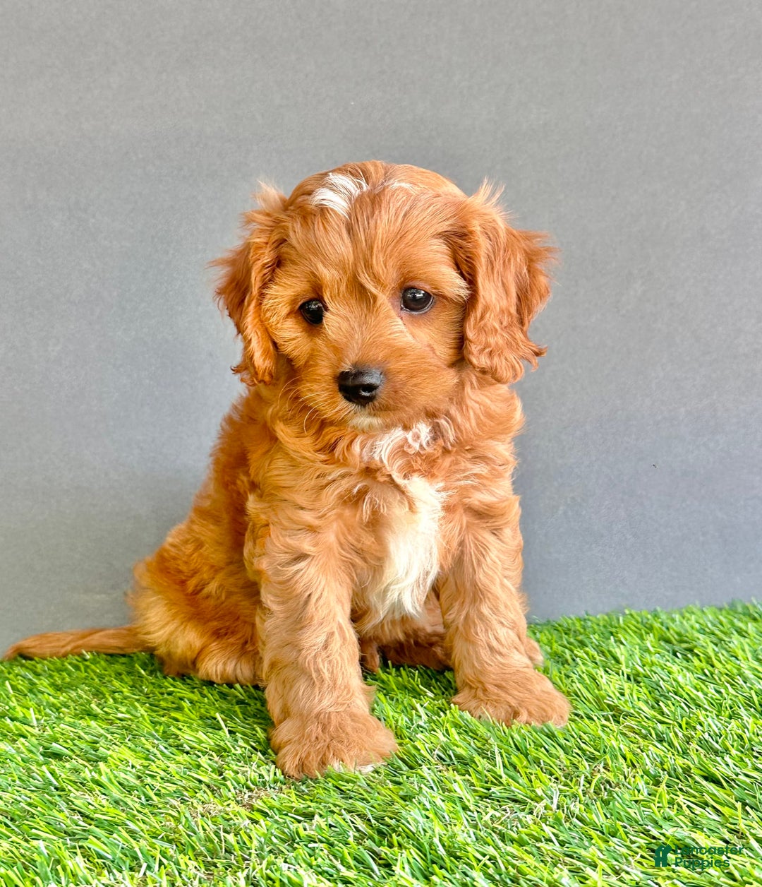 Cavapoo dogs for sale: Cooper - Image 4