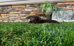 German Shorthaired Pointer dogs for sale: Jade - Image 7
