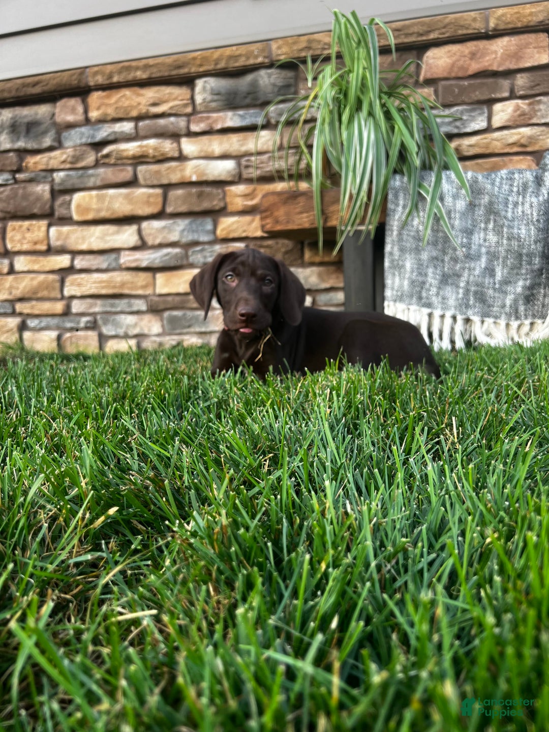 German Shorthaired Pointer dogs for sale: Jade - Image 7