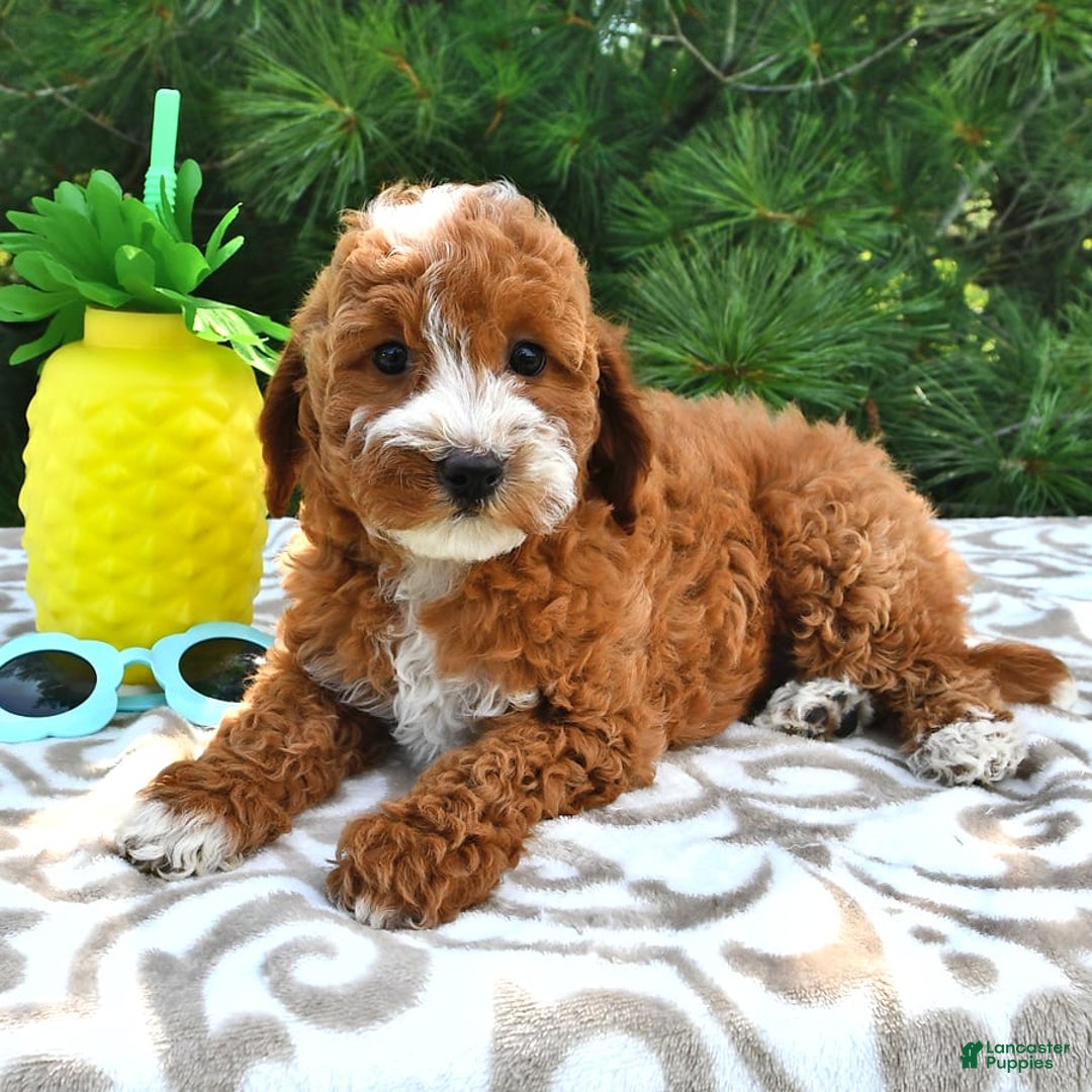 Mini Goldendoodle dogs for sale: Emma - Image 4
