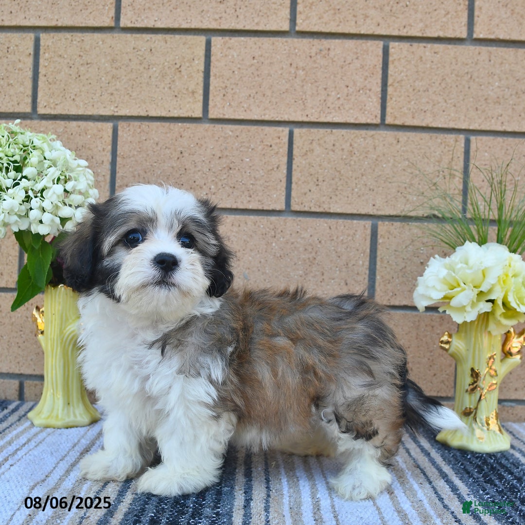 Teddy Bear dogs for sale: Teddy Bear 5 puppies - Image 3