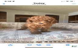 Toy Poodle dogs for sale: Popeye - Image 1