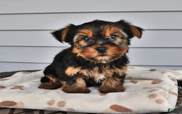 Yorkshire Terrier dogs for sale: Lilac - Image 1