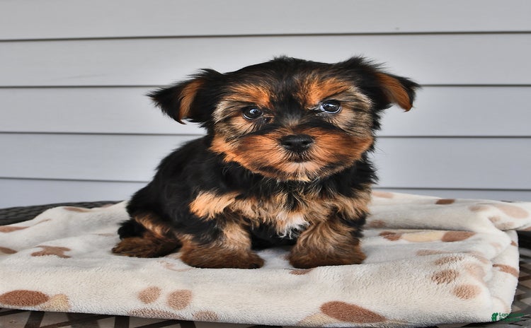 Yorkshire Terrier dogs for sale - Ad 1
