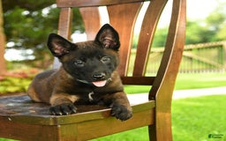 Belgian Malinois dogs for sale: Ace - Image 2