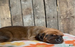 Basset Hound dogs for sale: Ruby - Image 1