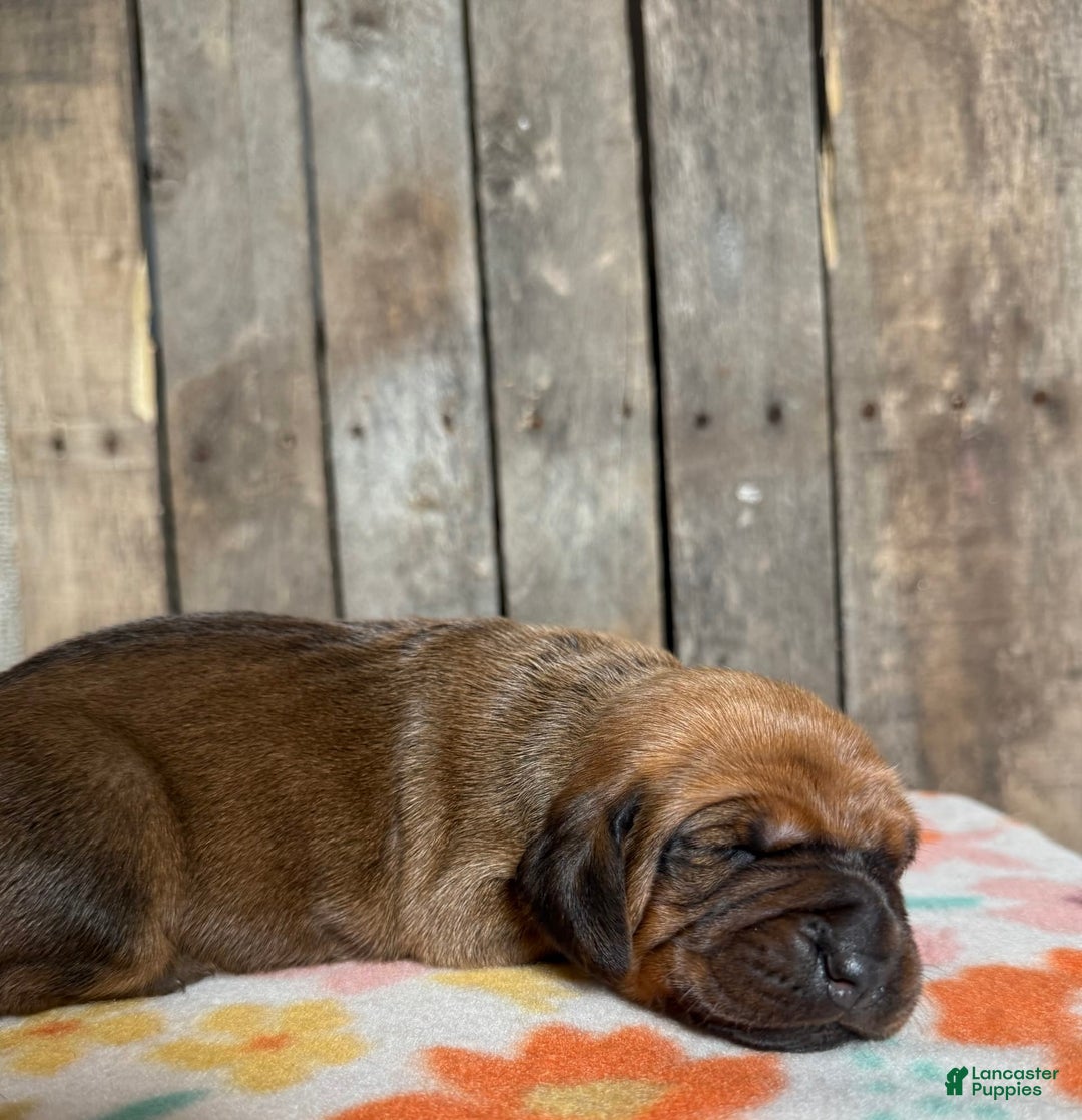Basset Hound dogs for sale: Ruby - Image 1