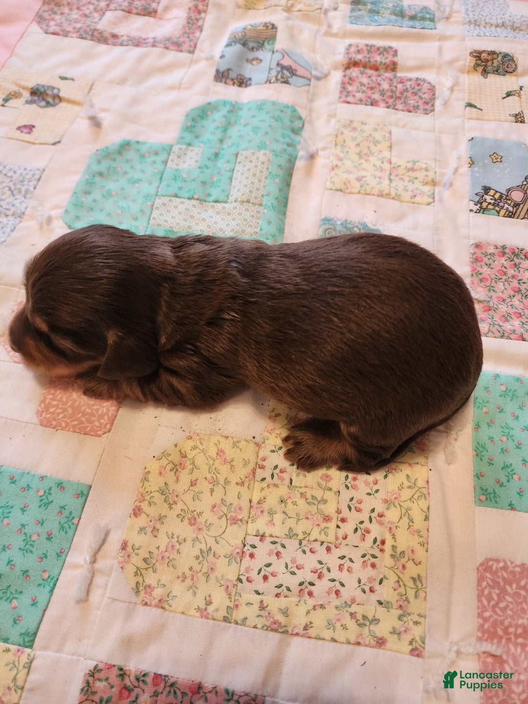 Miniature Dachshund dogs for sale: Casper - Image 16