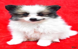 Pomeranian dogs for sale: Poochie - Image 5