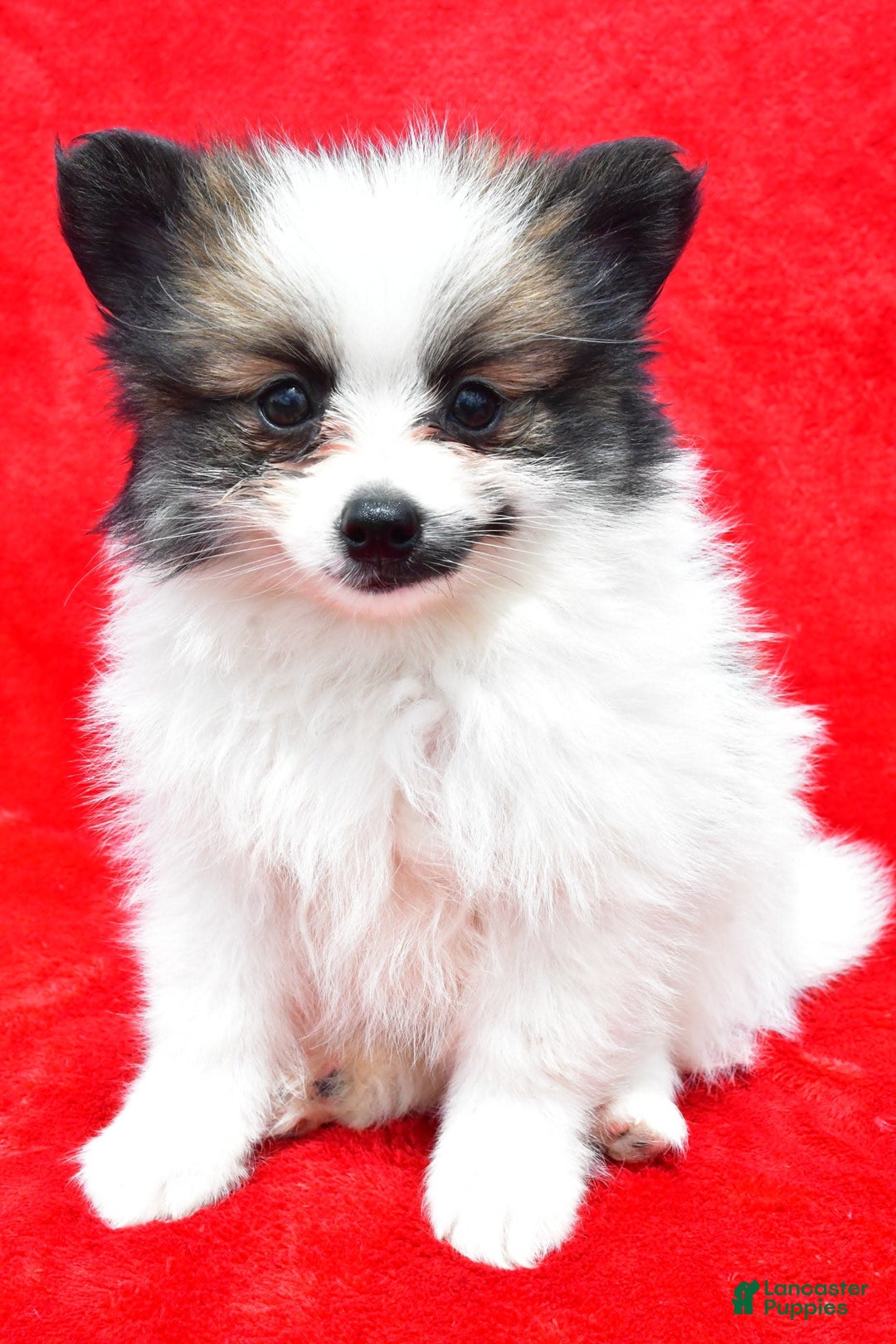 Pomeranian dogs for sale: Poochie - Image 5