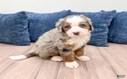 Mini Bernedoodle dogs for sale: Jack - Image 8