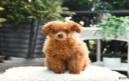 Cavapoo dogs for sale: Teddy - Image 10