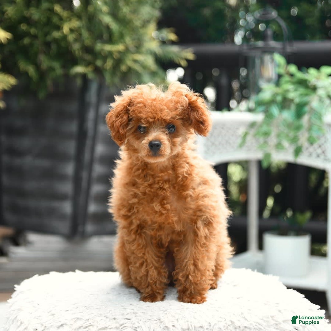 Cavapoo dogs for sale: Teddy - Image 10