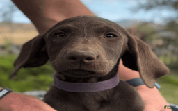 Labrador Retriever dogs for sale: Caramel - Image 5