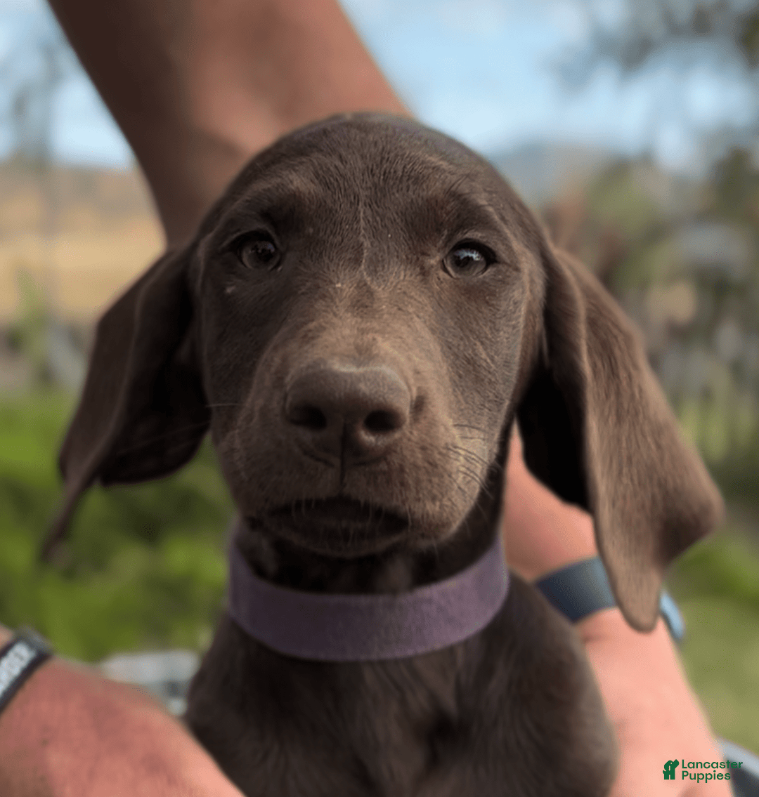 Labrador Retriever dogs for sale: Caramel - Image 5