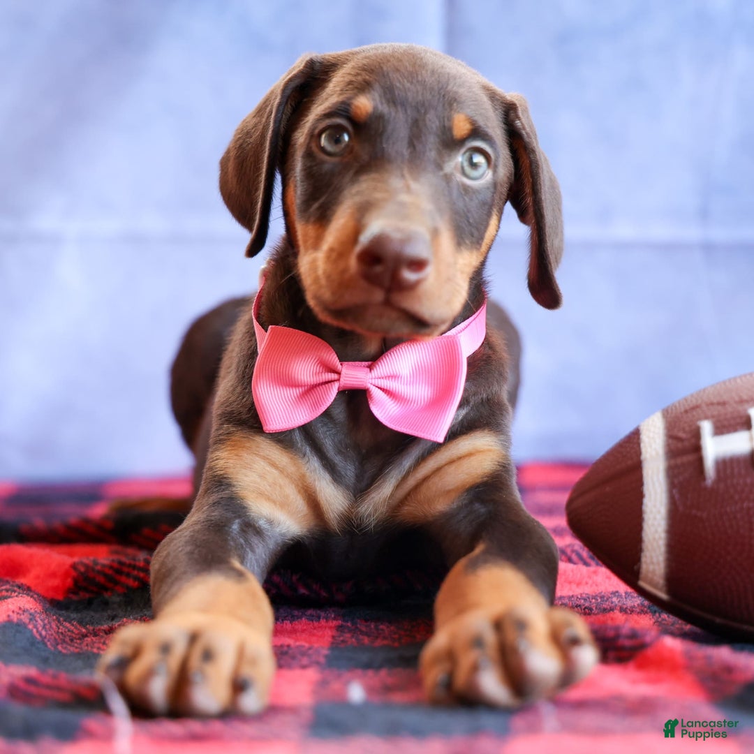 Doberman Pinscher dogs for sale: Dakota - Image 12