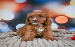 Cavapoo dogs for sale: Elvis - Image 6