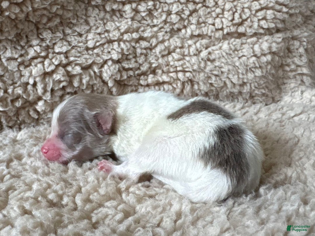 Pomeranian dogs for sale: Lavender Merle sable parti - Image 3