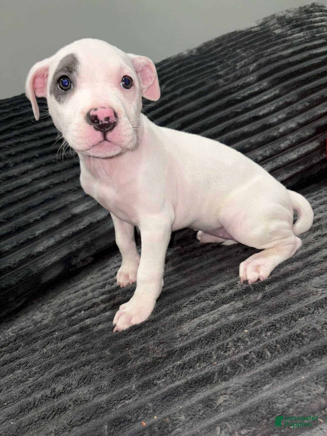 American Pit Bull Terrier dogs for sale: Nelsa - Image 2