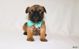 French Bulldog dogs for sale: Apollo Akc 🐾 - Image 12